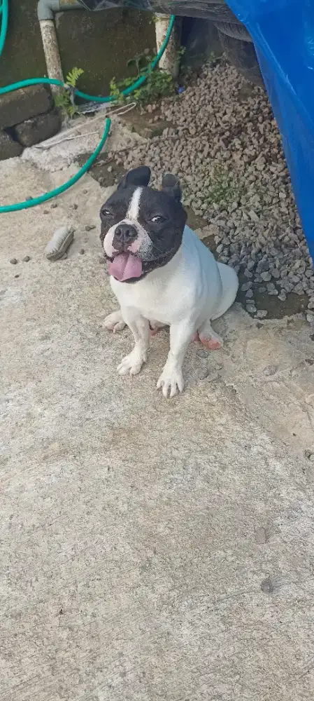 Induka  French Bulldog