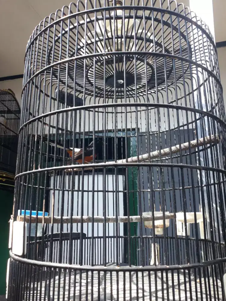 muray ring suara materian