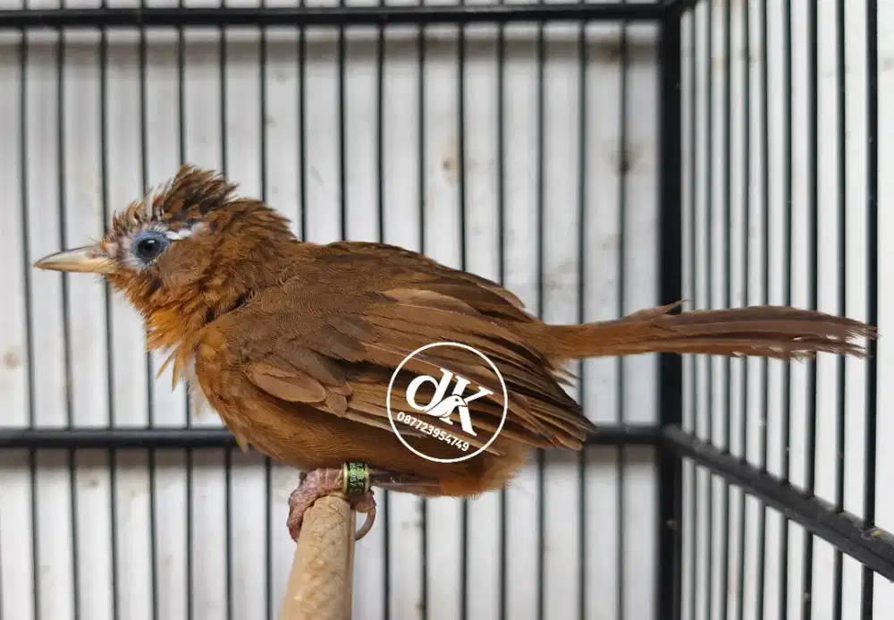 Wambi Betina Ternakan