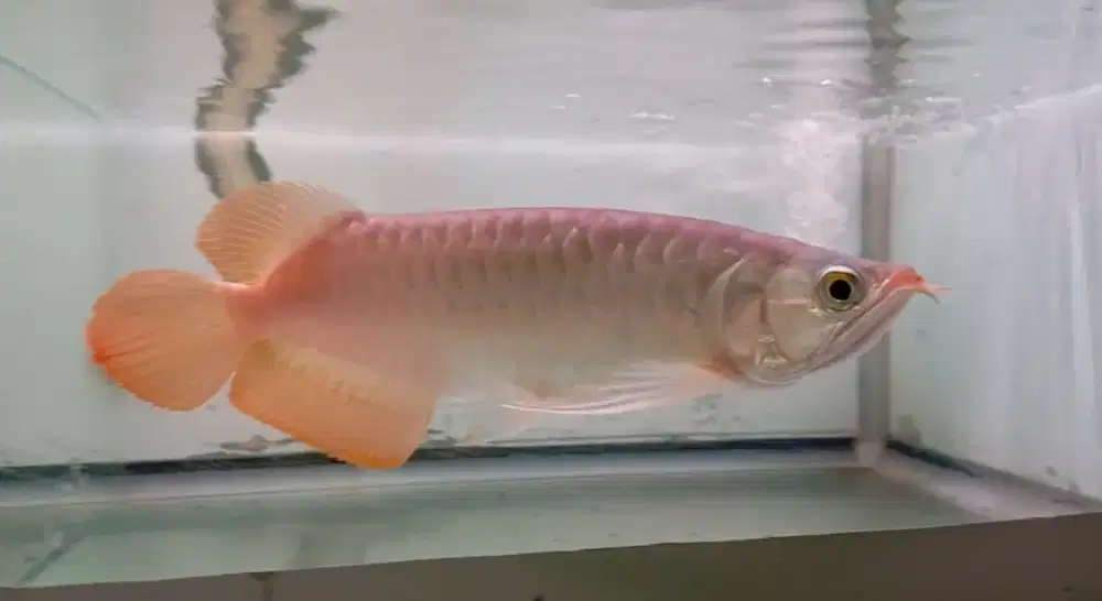 Arwana super red 30cm