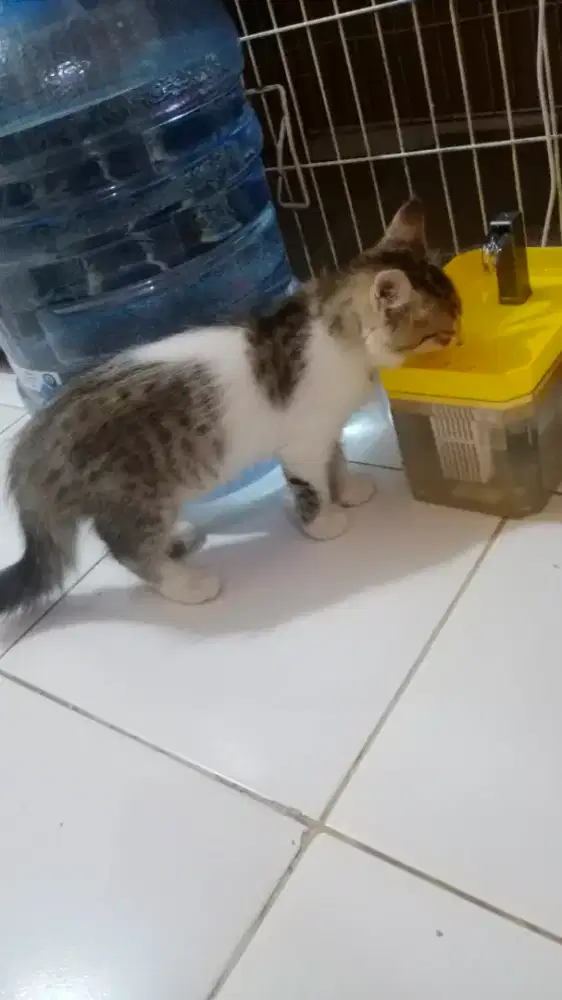 Kitten persia short hair 2 bulan