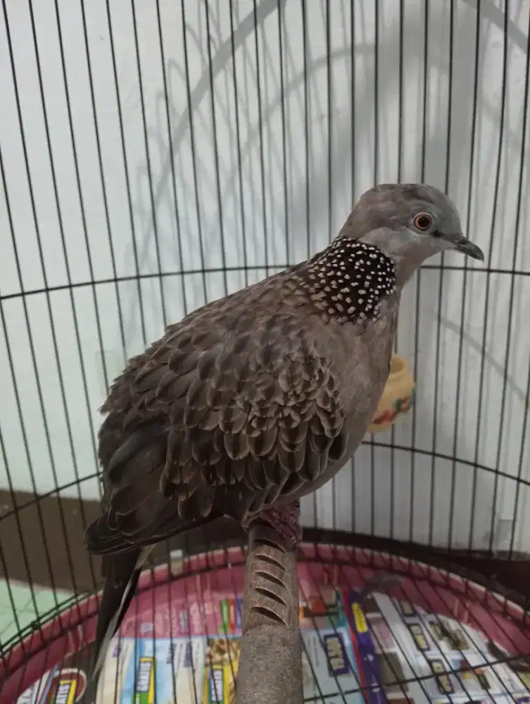 Tekukur kuk 2 sandung 3 jinak