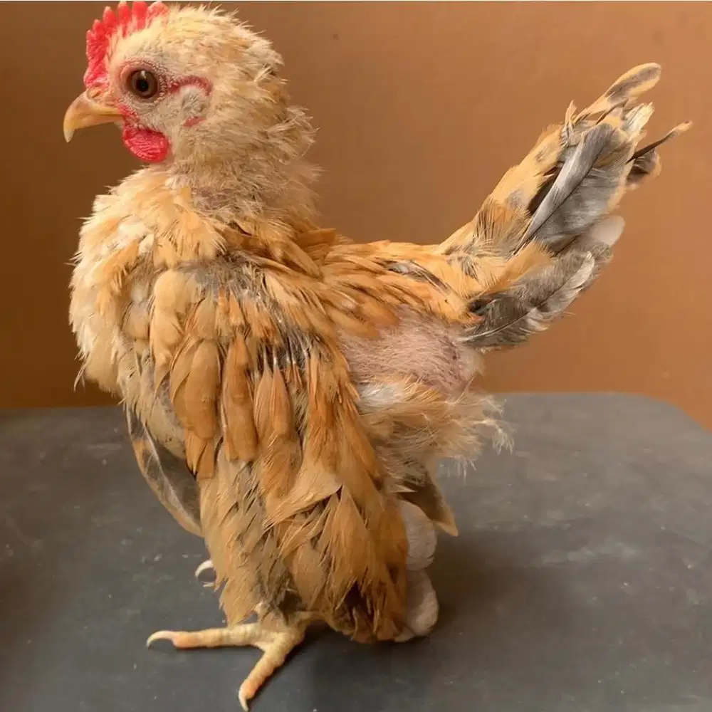 Anakan ayam serama trah kontes