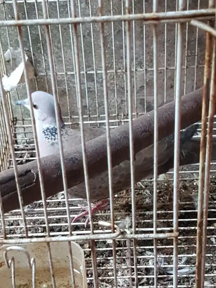 Dederuk silangan tekukur x puter gacor