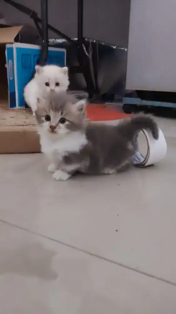 Munchkin kitten BLH
