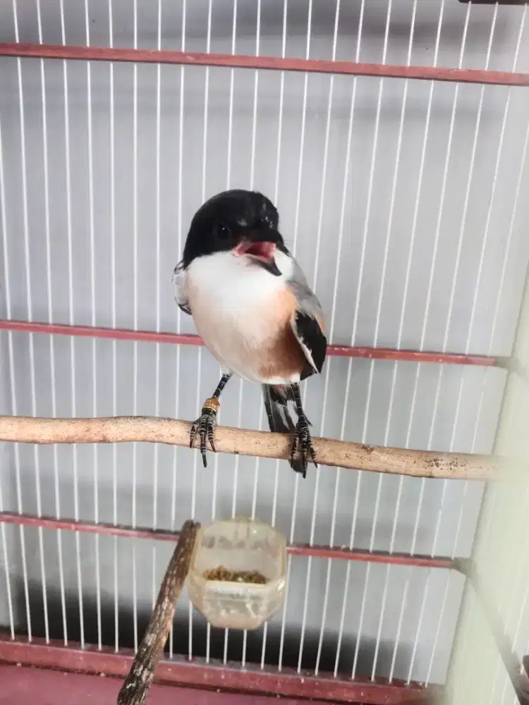 Burung pemakan jangkrik pake ring mira dri kecil mantap fulset