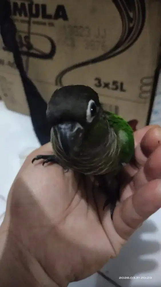 Greencheckconure conure connure sun conure falk