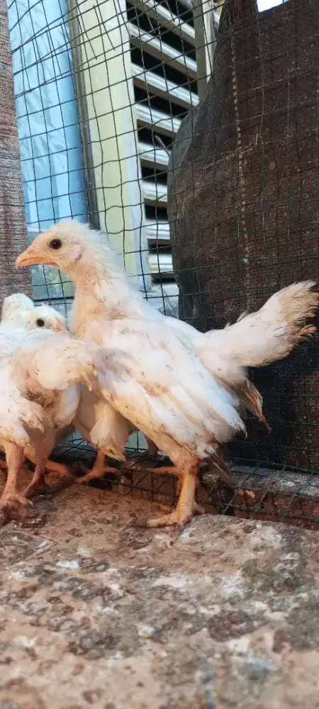 Anak ayam kate putih 100/6ekor