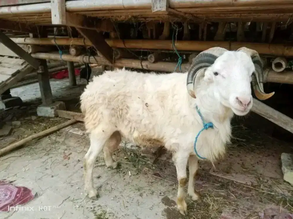 Kambing / Domba Qurban/aqiqah
