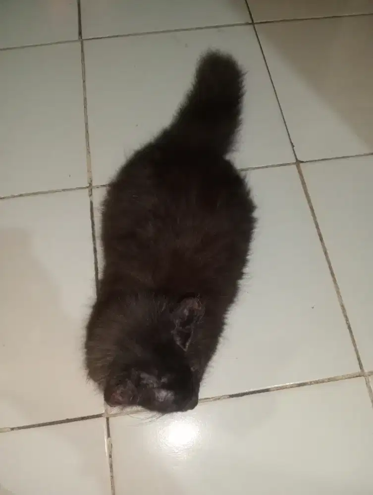 Open adop kitten Persia cowok umur 3 bulan warna smoti