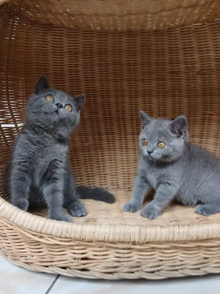 BSH Pure LinePed Sepasang Betina Jantan