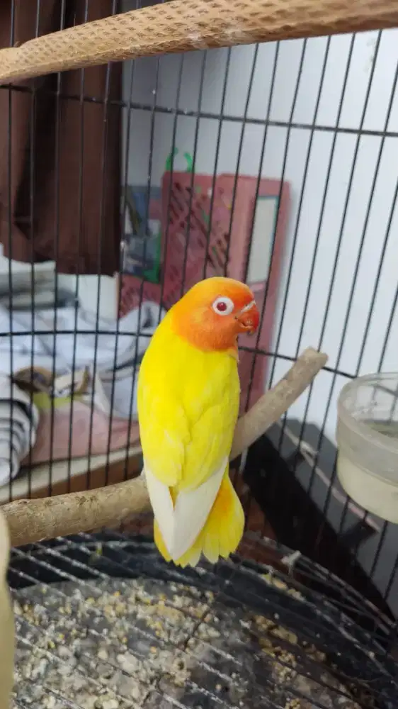 Lovebird Lutino Mata Merah