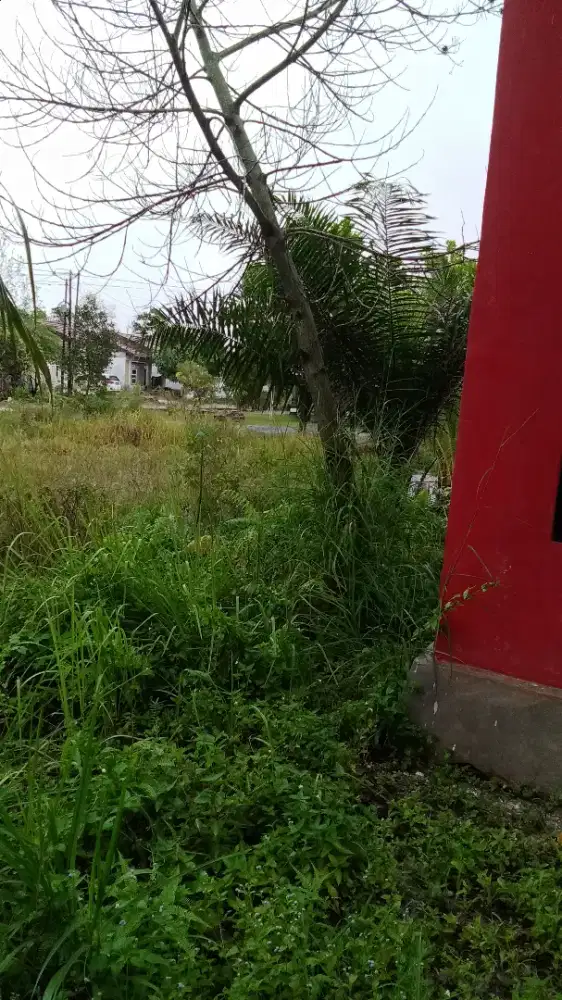 Jasa tukang tebang pohon dan tebas rumput