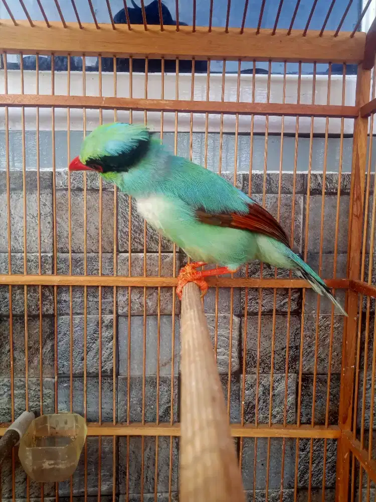 JovinEkekgeling jinak gacor