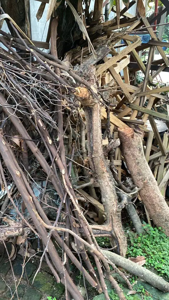 Kayu Bakar untuk Pabrik Tahu / Krupuk. Gratis