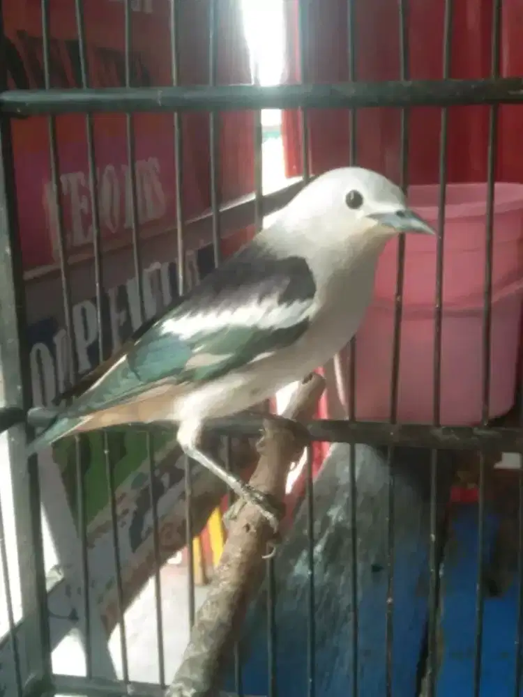 Jalak kapas/sutra mulus