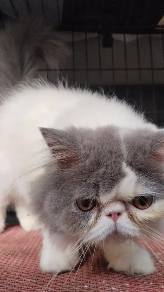 Kucing Persia Peaknose Betina Blue Van