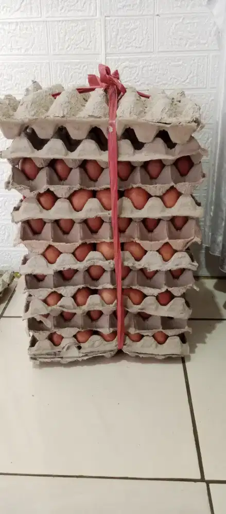 Telor ayam sortir murah berkualitas