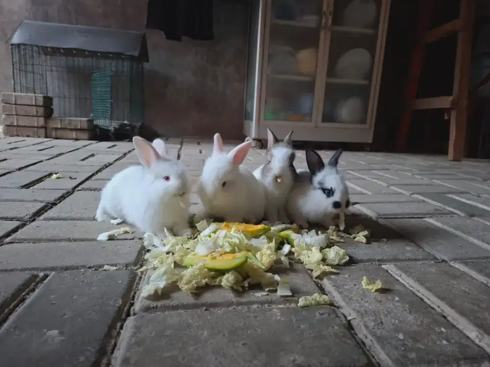 Kelinci lucu gesit &imut