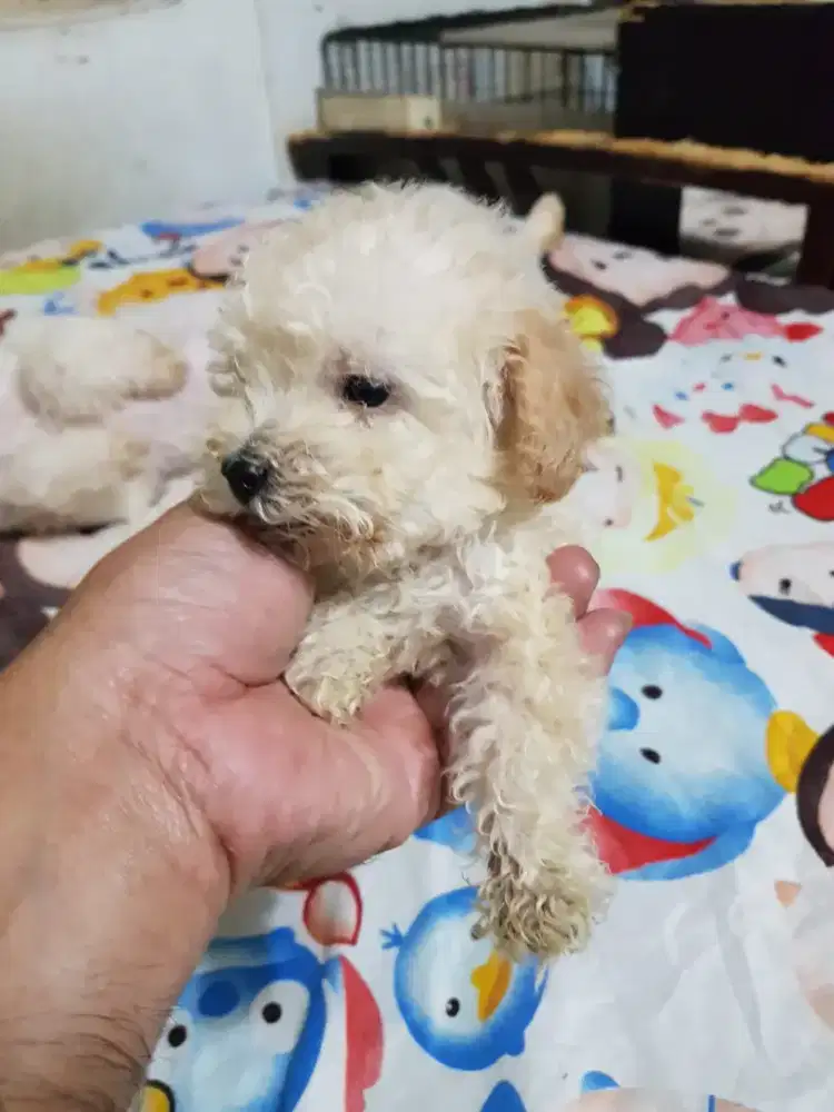 Poodle size Tiny n Toy