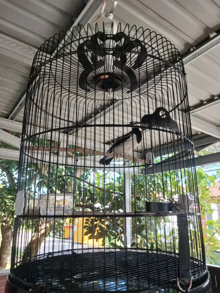 Sangkar dullset isi suren