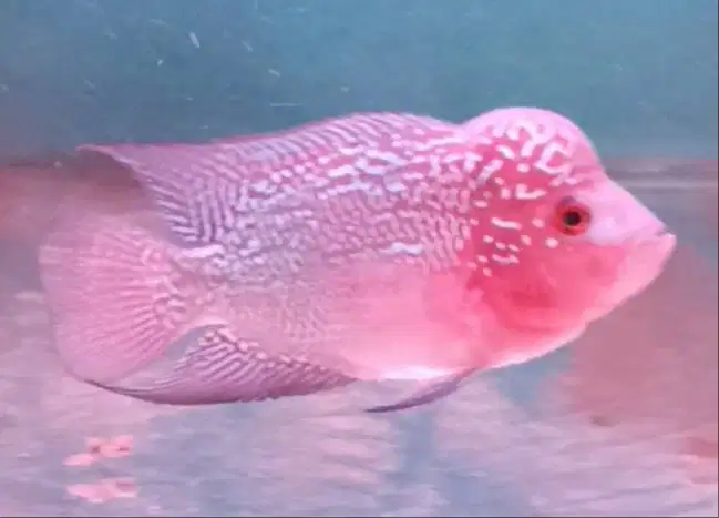 ikan louhan kamfa lokal di Medan.