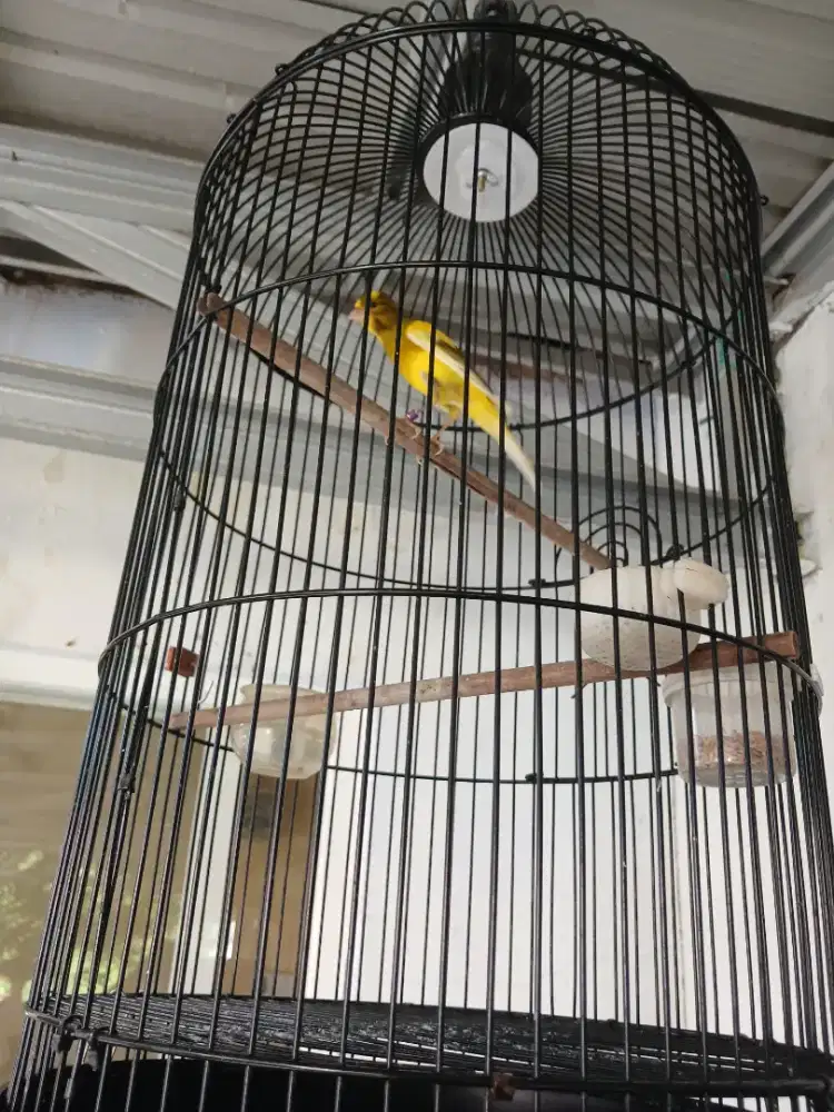 3 Sangkar plus isi Afsf 1,afsf 2 dan AF