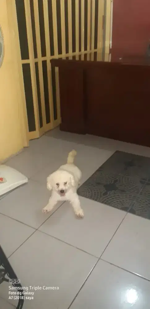 Anjing bichon sertifikat perkins
