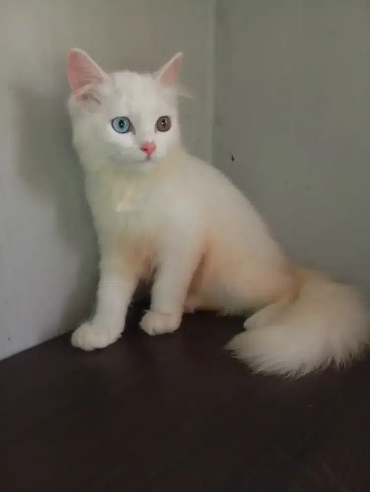 BLH WHITE SOLID ODD EYE