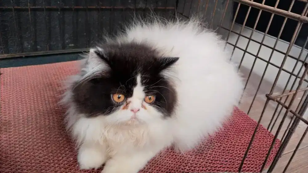 Kucing Persia Peaknose Jantan