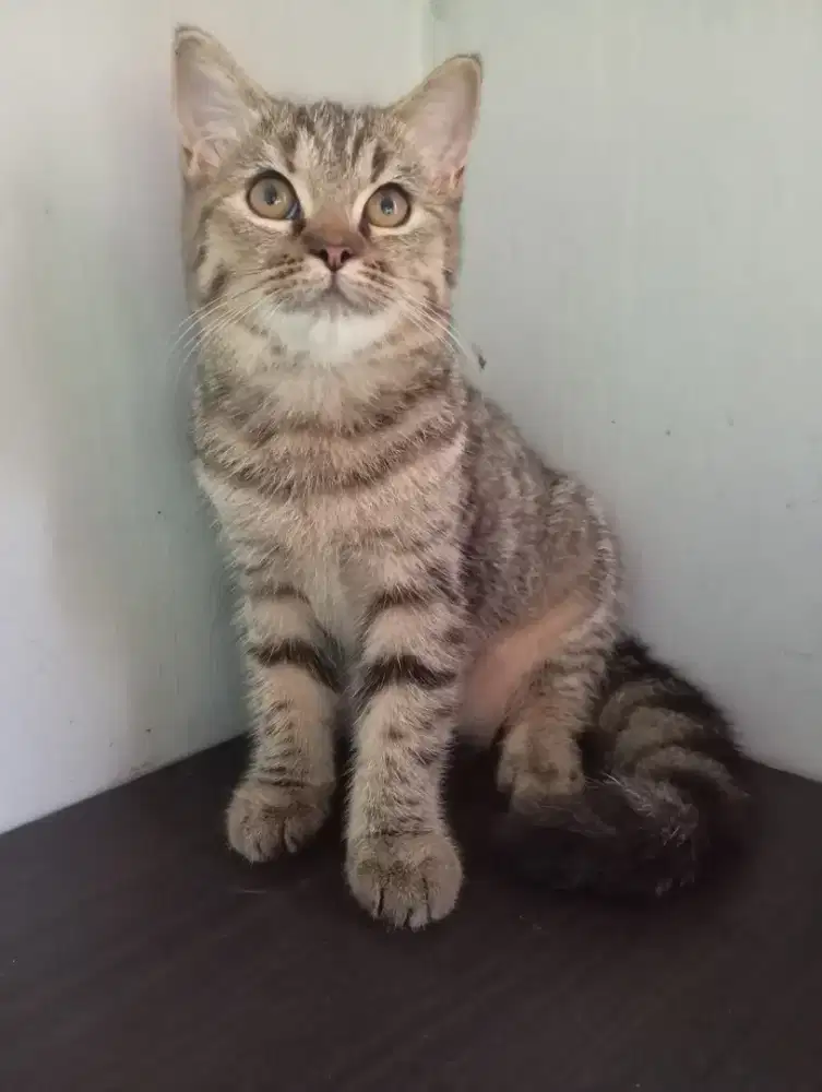 BSH GOLDEN TABBY
