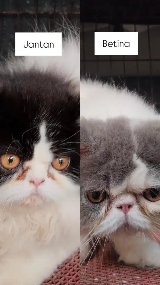 Kucing Persia Peaknose Sepasang
