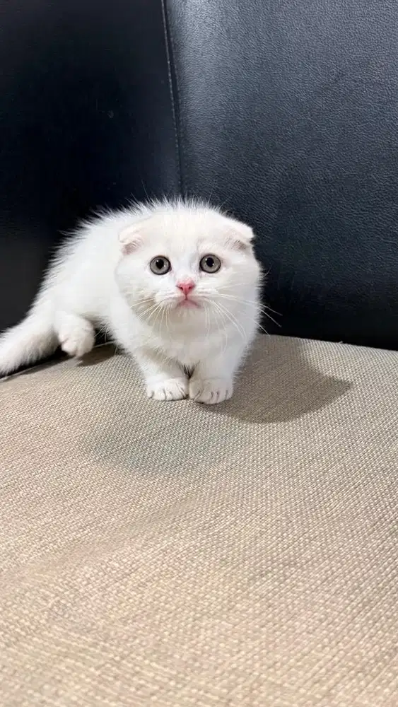 Scottish fold triple