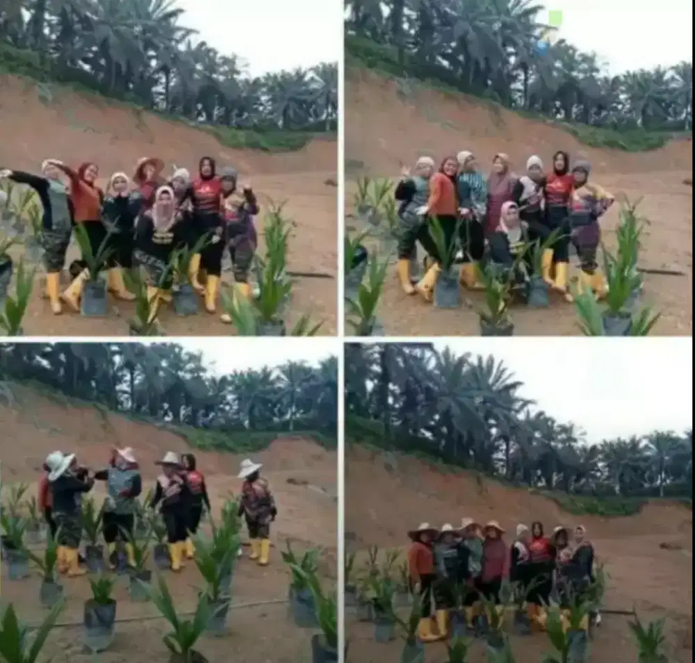 LOWONGAN KERJA PERAWATAN KEBUN