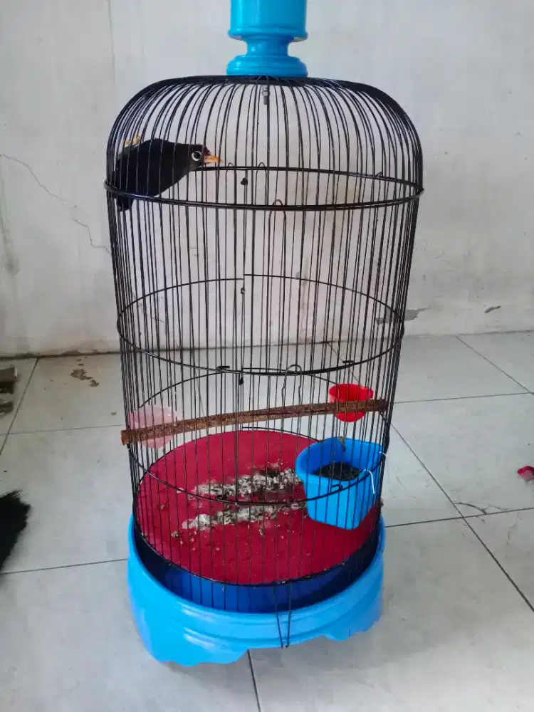 mandarin ++fulset satset kbd