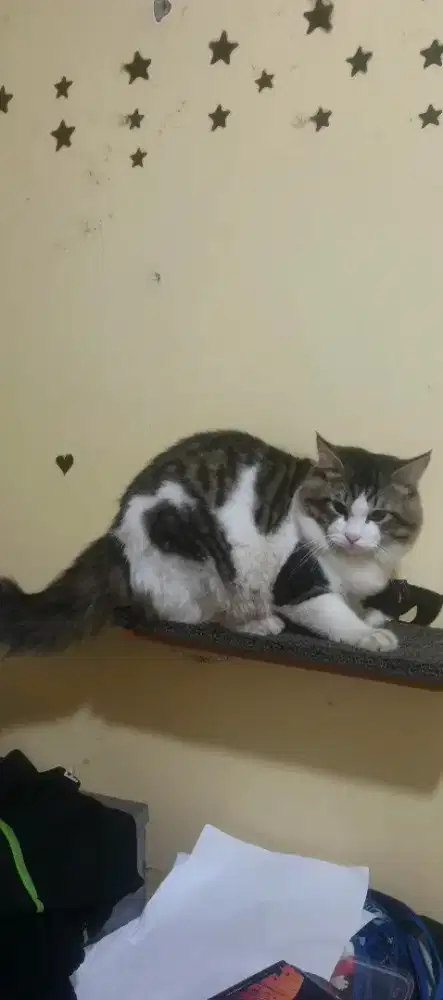 Kucing kitten/anak kucing Persia mix mainecoon