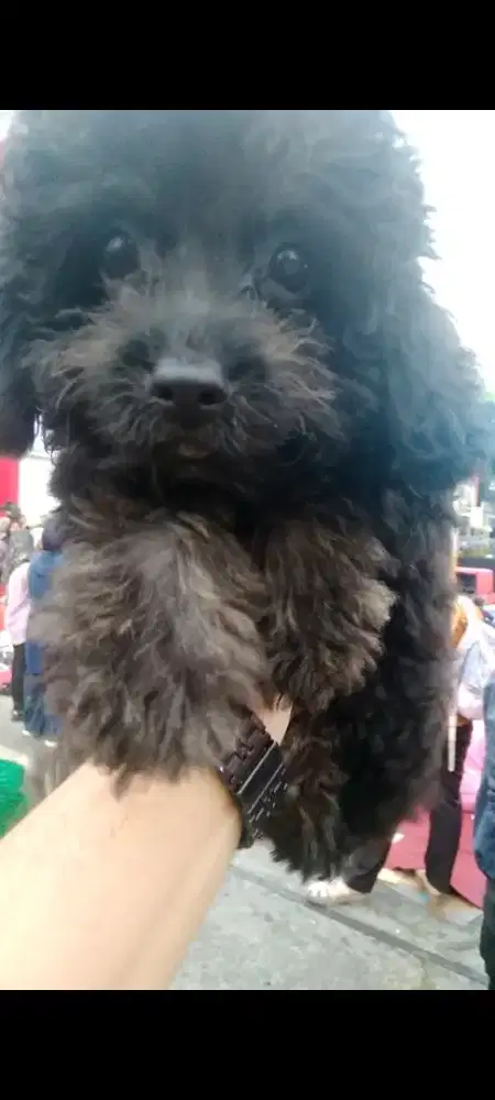 Anjing poodle silver