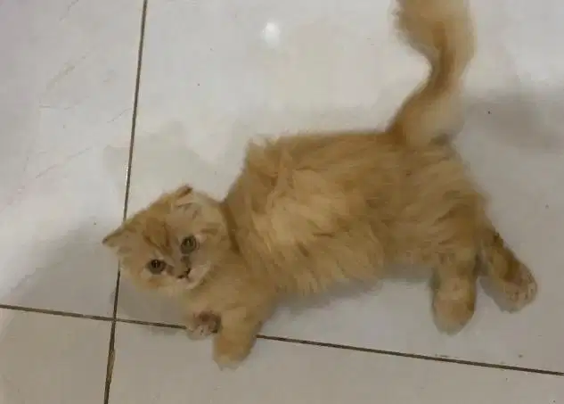 Kucing munchkin scottish fold betina bukan bsh