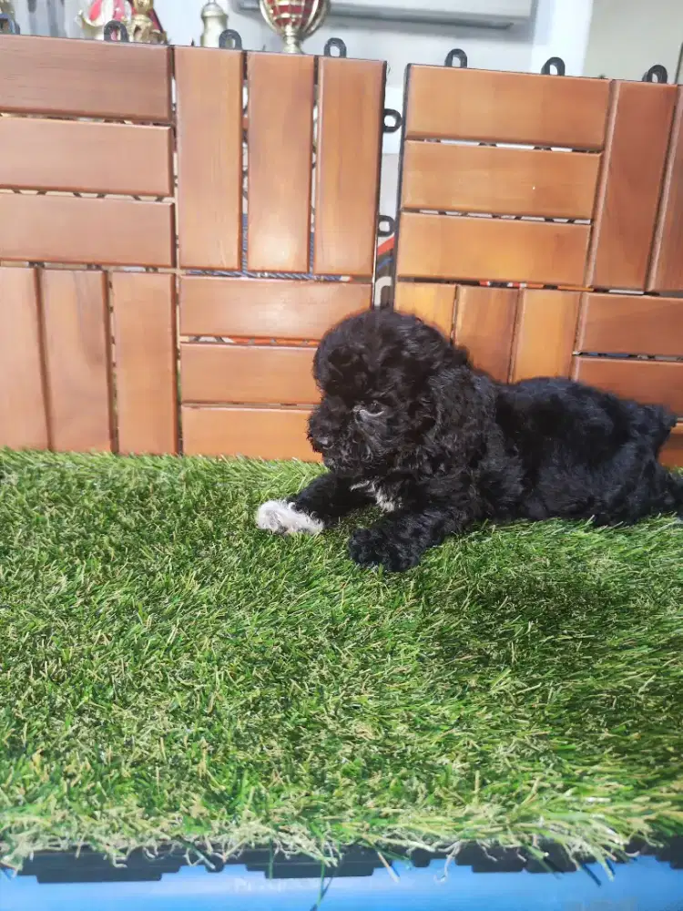Black toypoodle