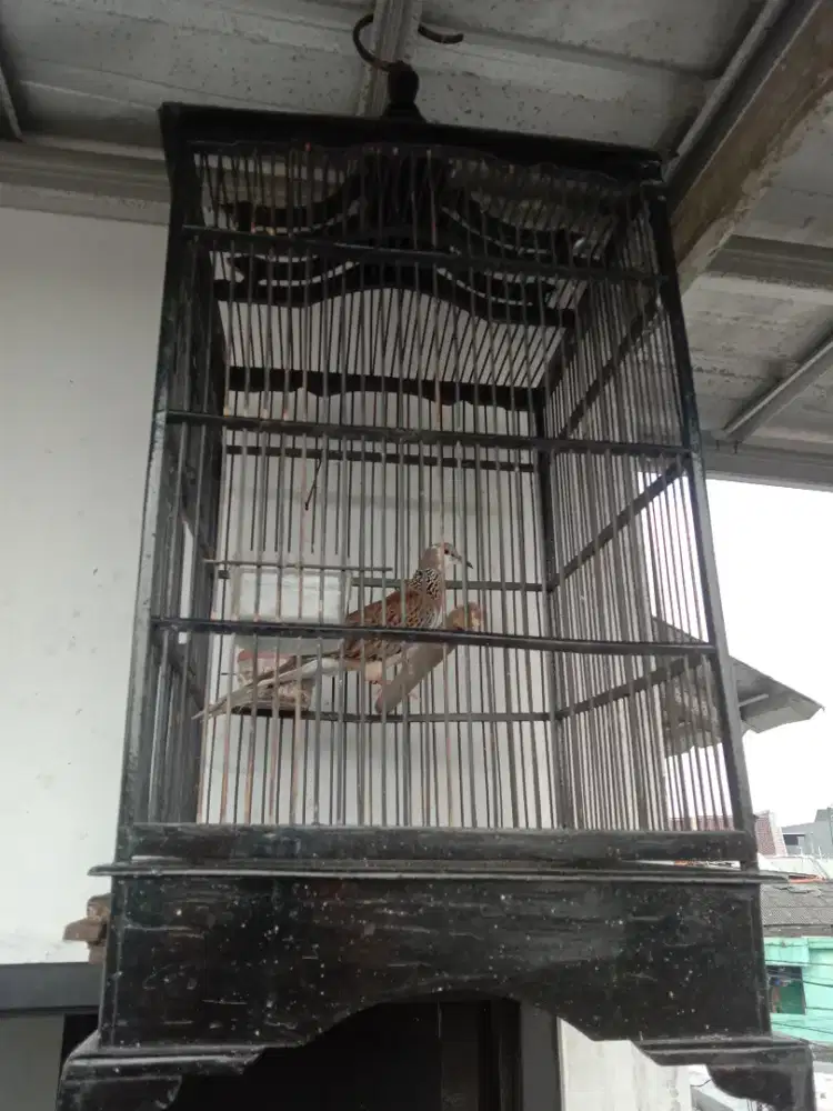 Tekukur cemong kuk 1, rajin manggung