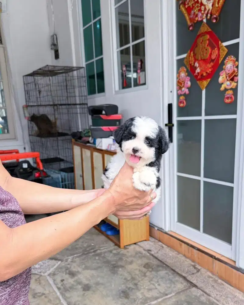 TinyParty poodle female super cute cebol bulu tebal padat fluffy pudel