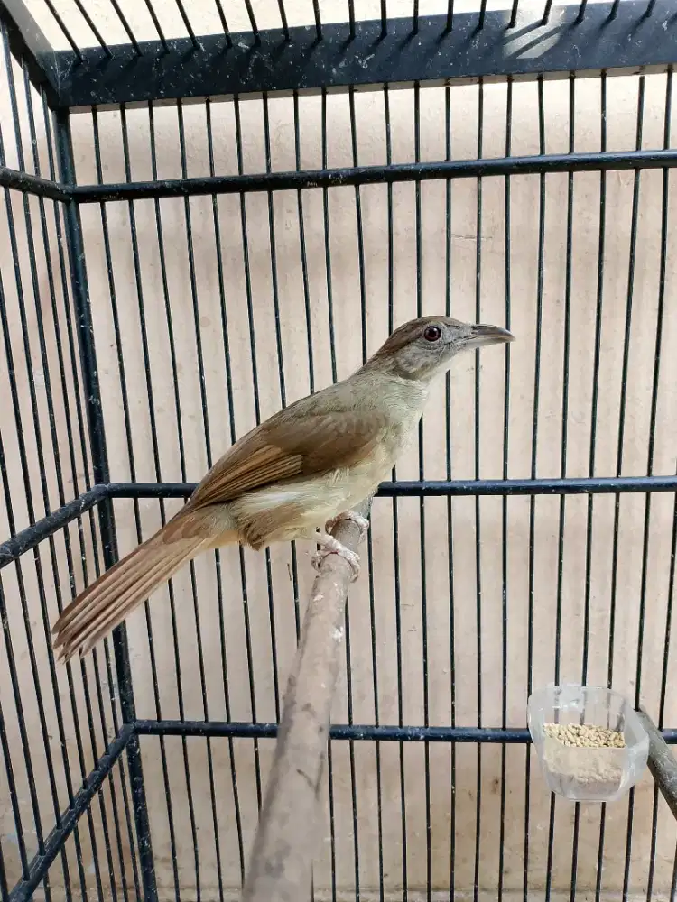 Katem Kapas Tembak Mulus