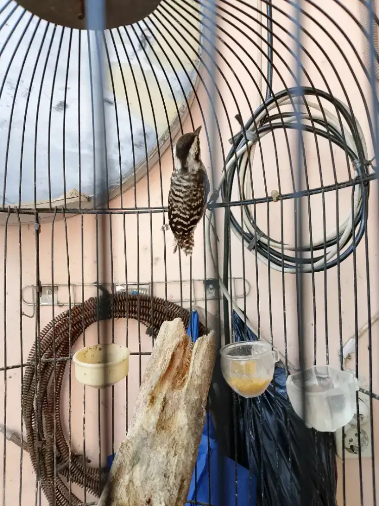 Pelatuk Beras Purtotal