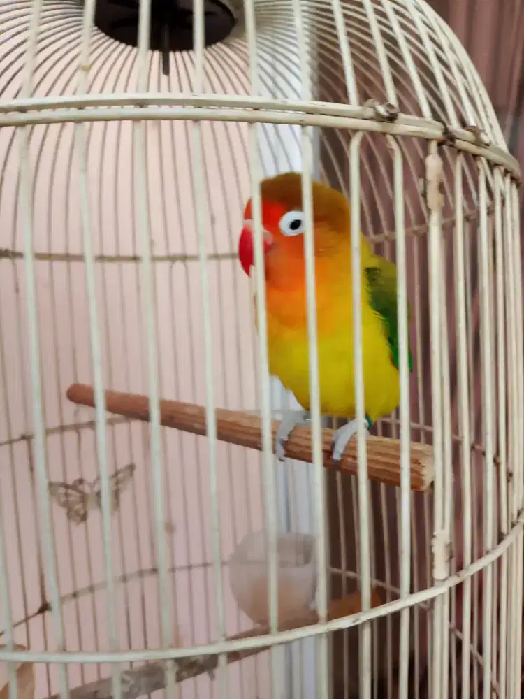 Lovebird Lakbet Ewing