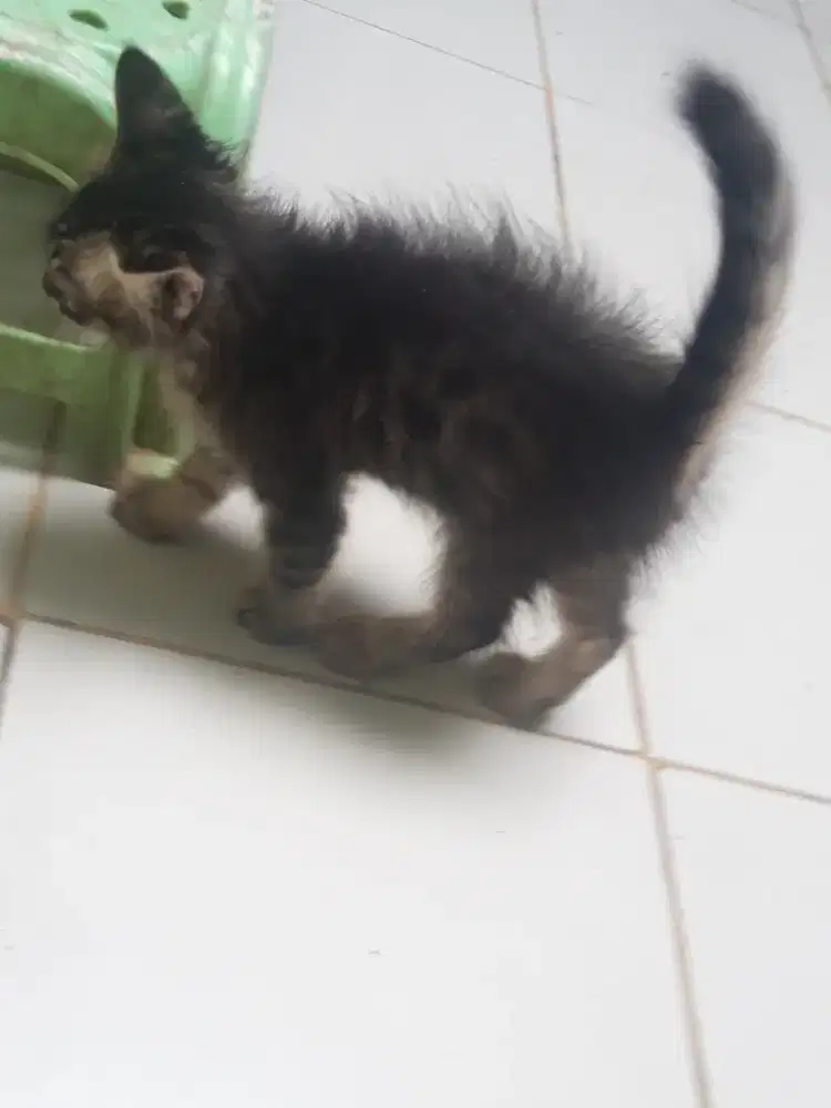 Jual kucing mixdom persia jantan umur 2 bulan