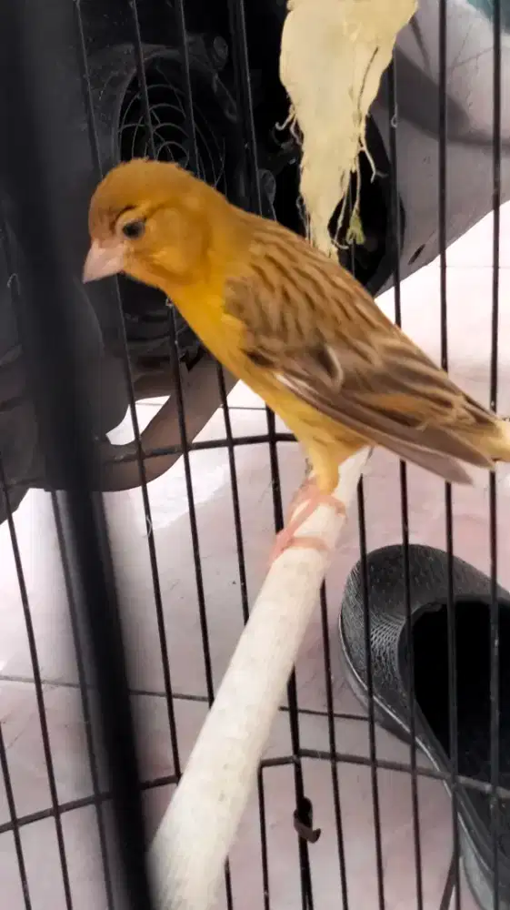 Kenari jantan paud udah ngeriwik