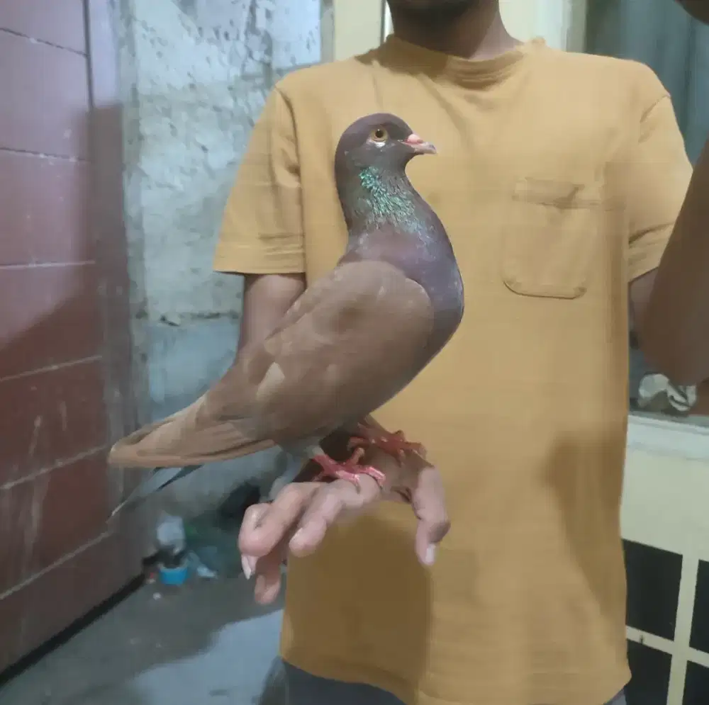 Burung merpati / burung dara