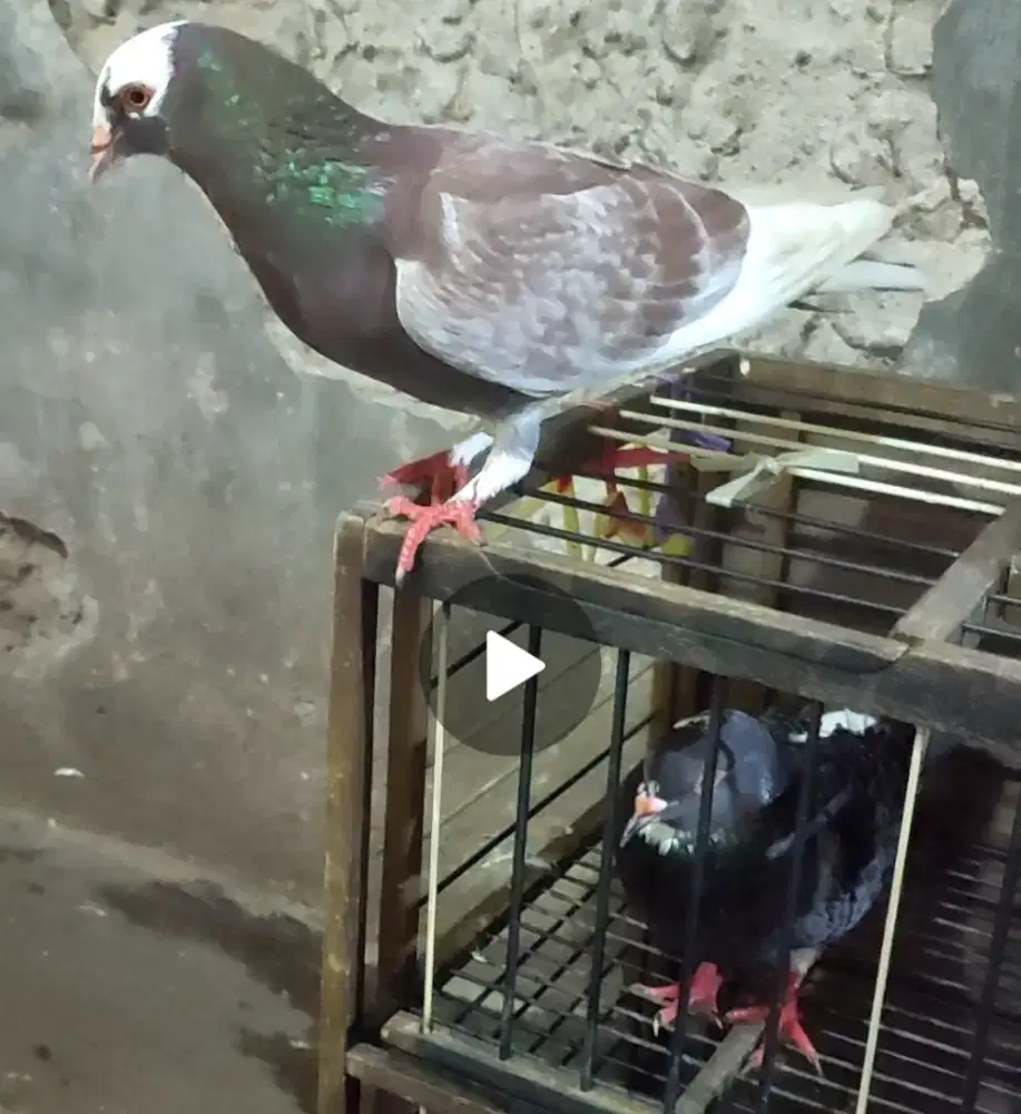 Burung merpati/burung dara