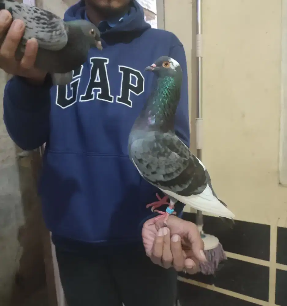 Burung merpati/burung dara