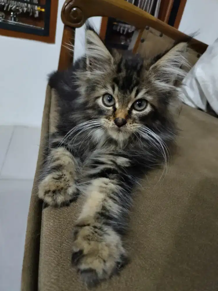MAINECOON ANAK KUCING KITTEN GOOD QUALITY NONPED JANTAN